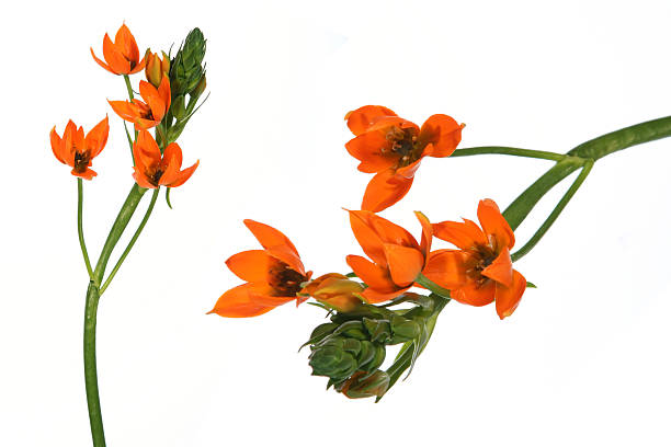 istock Flower detail and isolated 91367362