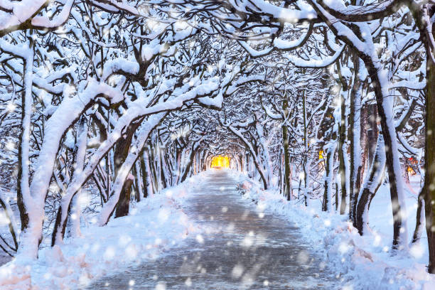 istock Snowy winter scenery in the park alley 913676230