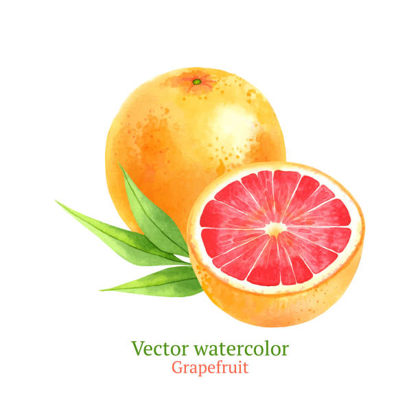 Pamplemousse Animation Pamplemousse Vectoriels et illustrations libres de droits - iStock