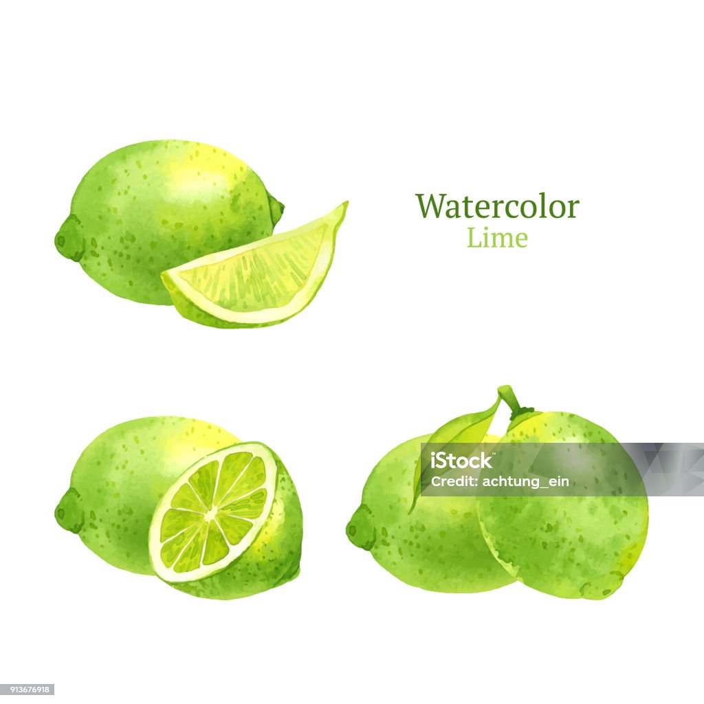 Lime Watercolor vector lime Fruit stock vector