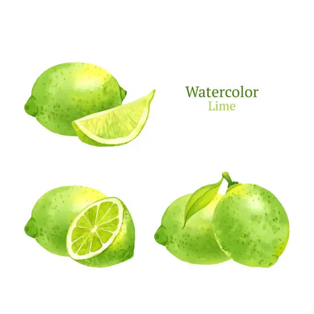 Vector illustration of Lime