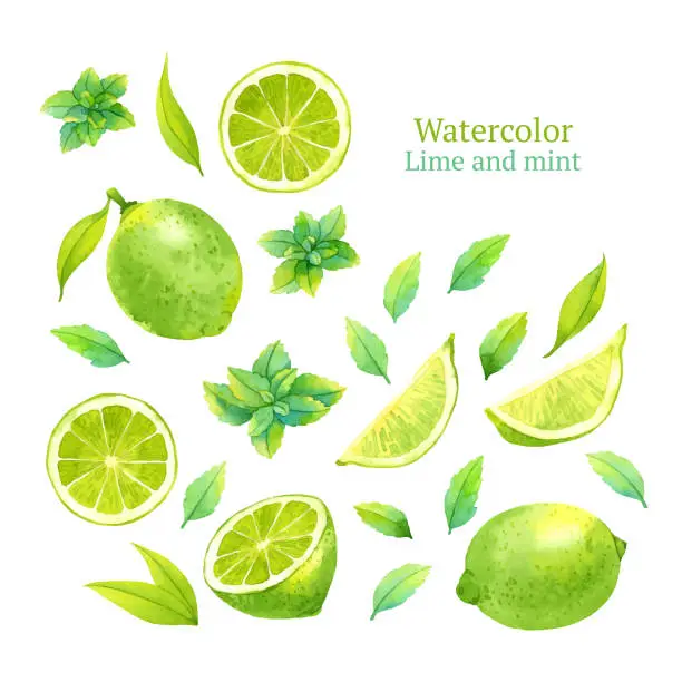 Vector illustration of Lime and mint