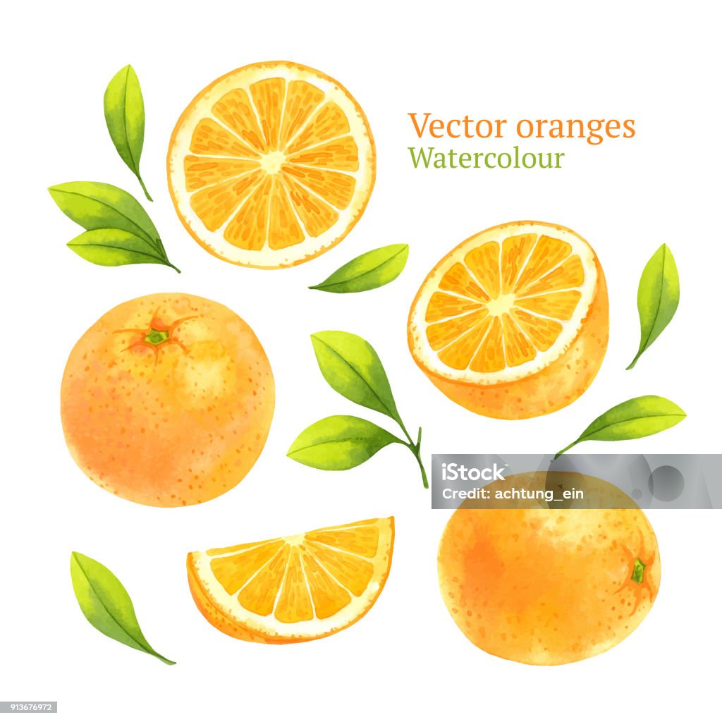 Orangen - Lizenzfrei Orange - Frucht Vektorgrafik