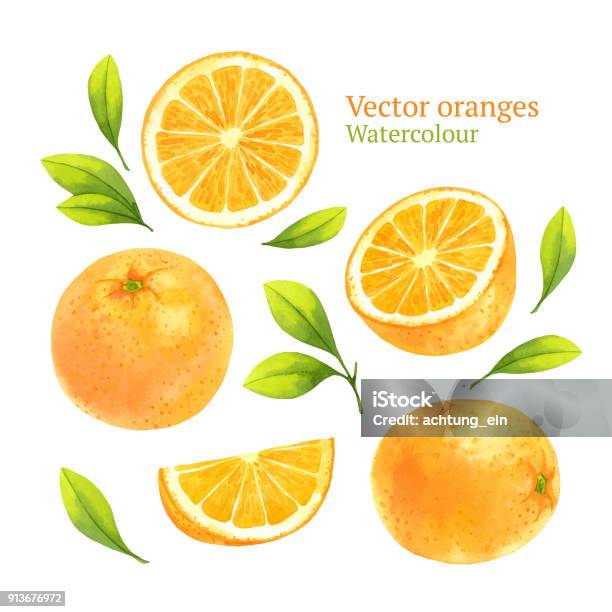 Orangen Stock Vektor Art und mehr Bilder von Orange - Frucht - Orange - Frucht, Illustration, Obst