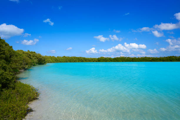 istock Holbox Island beach mangroove in Mexico 913677456