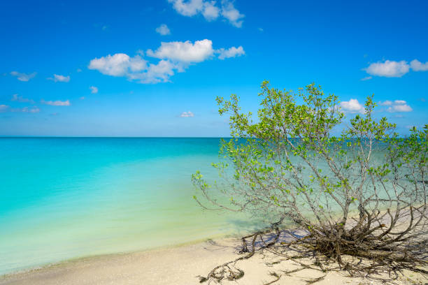 istock Holbox Island beach mangroove in Mexico 913677546