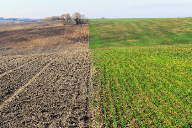 istock Two spring fields - cultiveted and with young crops. Spring agricultural landscape. 913677740