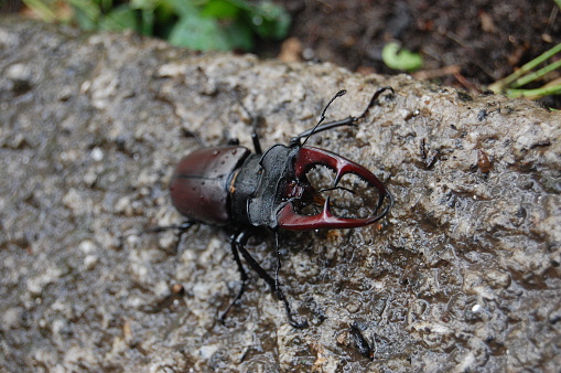 Beetle scarab on the rock