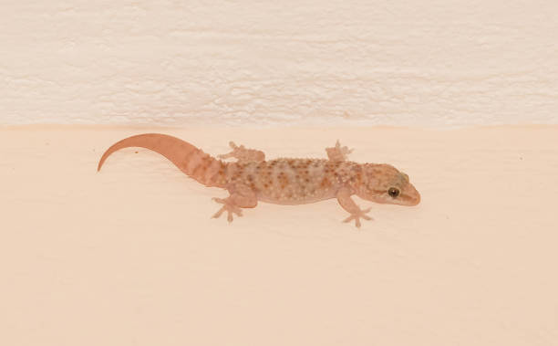 istock Small lizard in a house in Greece 913678400