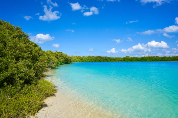 istock Holbox Island beach mangroove in Mexico 913678688