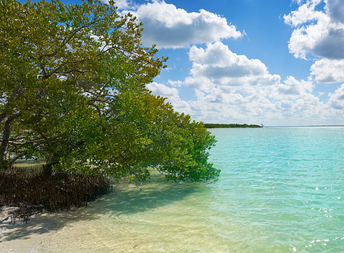 Holbox Island beach mangroove in Quintana Roo of Mexico