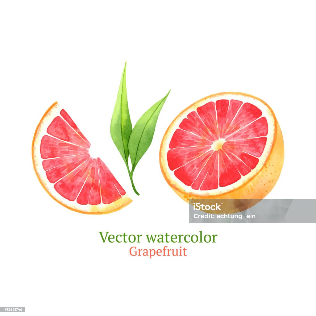 Grapefruit Watercolor vector grapefruit Grapefruit stock vector