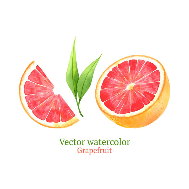 Grapefruit Watercolor vector grapefruit grapefruit stock illustrations