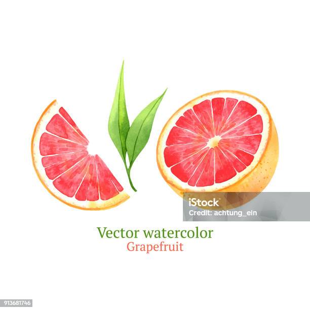 Grapefruit Stock Illustration - Download Image Now - Grapefruit, Drawing - Art Product, Illustration