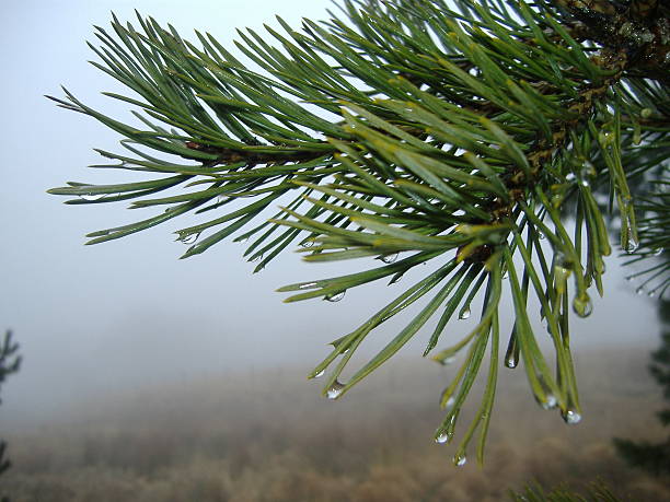 regen auf baum gewonnen - fog wet rain tree stock-fotos und bilder