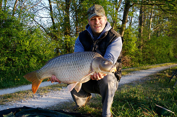 Common Carpa comune. - foto stock