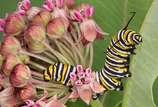 istock Monarch caterpillar on milkweed 7 91368412
