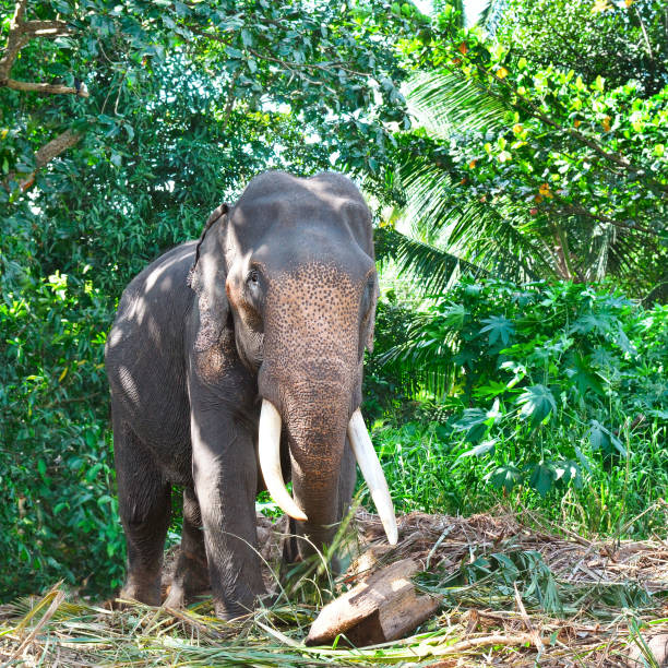 istock Elephant in the wild . Rainy weather. 913685148
