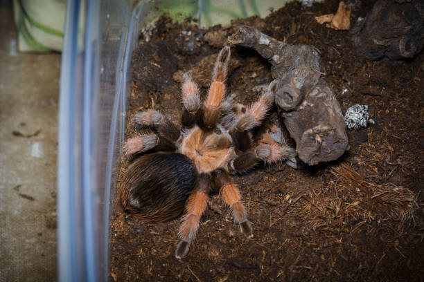 istock Tarantula waiting in a terrarium 913685150