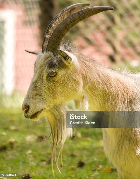 Goat Stockfoto und mehr Bilder von Domestizierte Tiere - Domestizierte Tiere, Einzelnes Tier, Farbbild