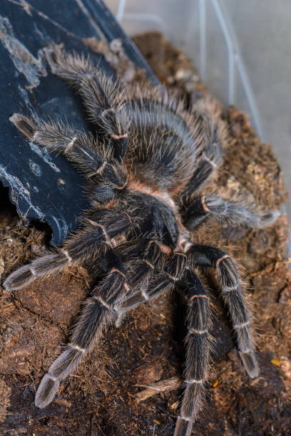 istock Tarantula waiting in a terrarium 913685304