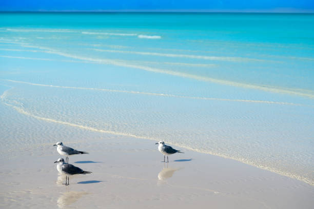 istock Holbox Island turquoise in Quintana Roo Mexico 913685306