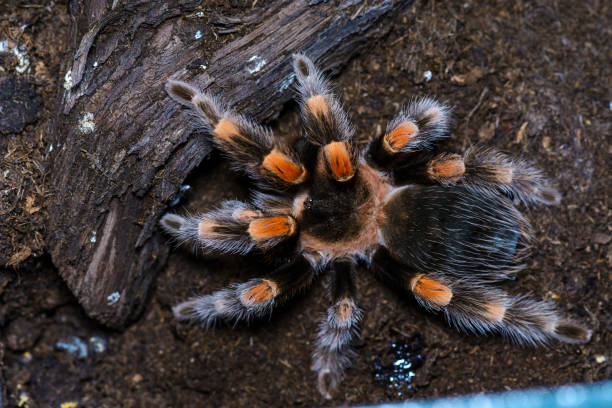 istock Tarantula waiting in a terrarium 913685308