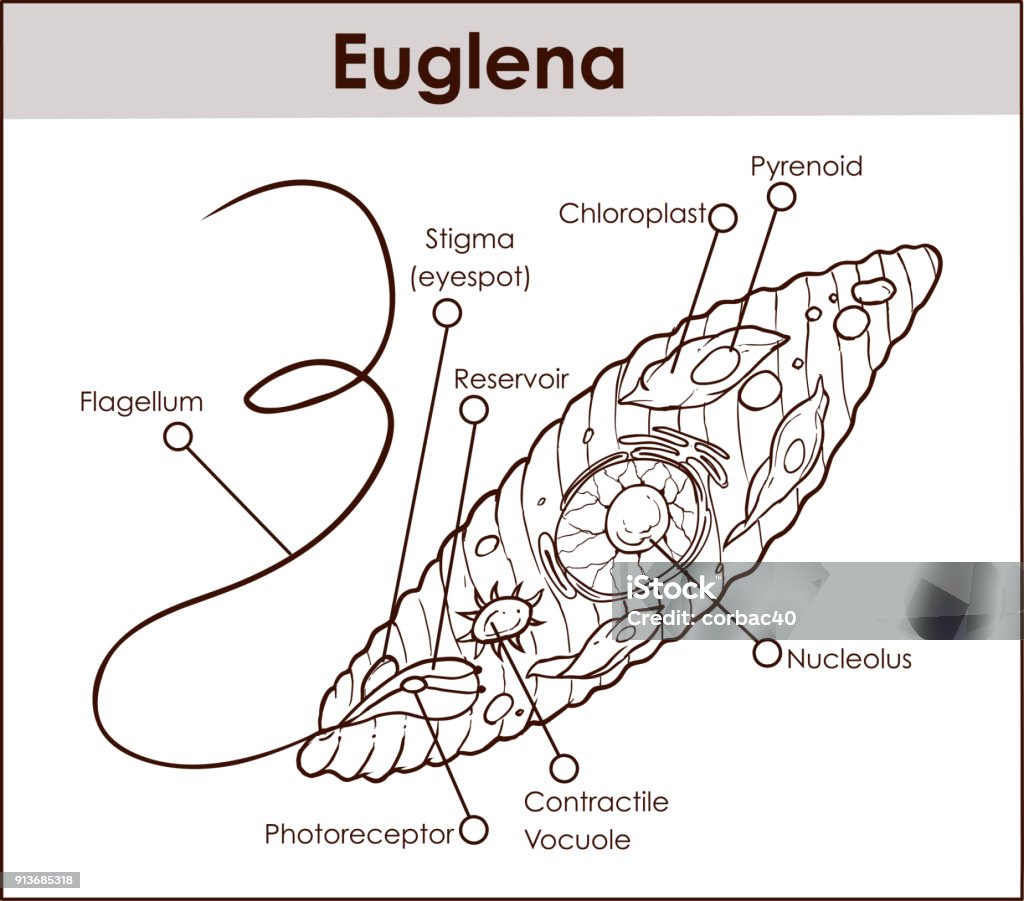 Diagrama de seção transversal do vetor Euglena protistas representante euglenoid planta gosta e animal como criatura microscópica com todos os celulares peças núcleo flagelo eyespot corporal basal pellicle mitocôndria - Vetor de Diagrama royalty-free