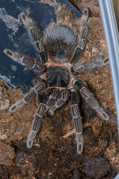 istock Tarantula waiting in a terrarium 913685338