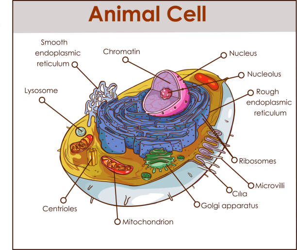 1,571 Animal Cell Structure Illustrations & Clip Art - iStock | Cell  membrane, Plant cell, Animal cells