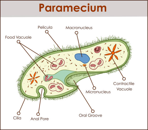The structure of Paramecium saudatum The structure of Paramecium saudatumThe structure of Paramecium saudatum ciliophora stock illustrations