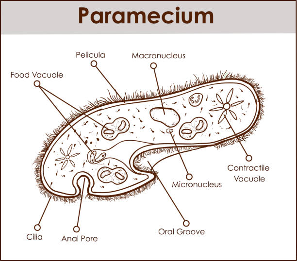 The structure of Paramecium saudatum The structure of Paramecium saudatumThe structure of Paramecium saudatum ciliophora stock illustrations