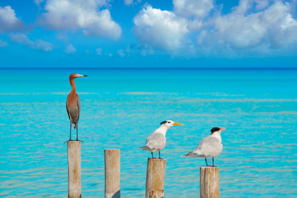 Royal Caspian terns and Reddish Egret heron birds in Caribbean sea