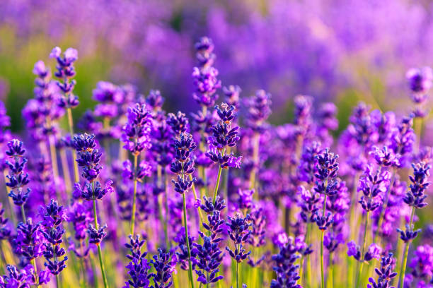 fioletowe pole lawendy - field beauty in nature beautiful flower head zdjęcia i obrazy z banku zdjęć