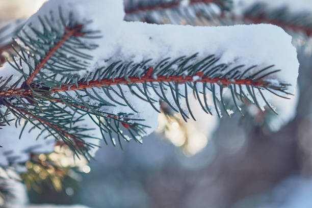 istock Winter landscape. A Christmas tree covered with snow, a cold climate. 913688518