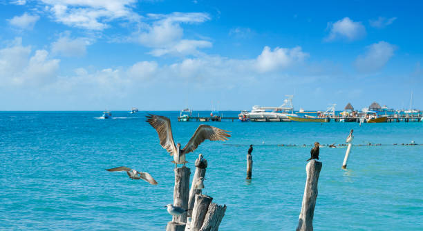 istock Isla Mujeres island Caribbean beach birds 913688734