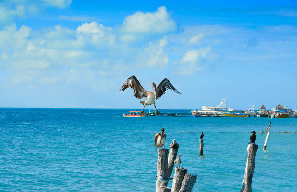 istock Isla Mujeres island Caribbean beach birds 913688820