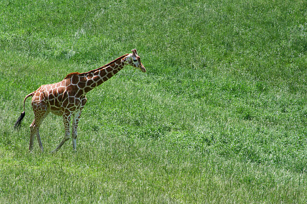 istock African Giraffe Walks through tall Grass with Copy Space 91368898