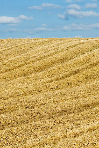 Wheat farming field with blue sky stock photo