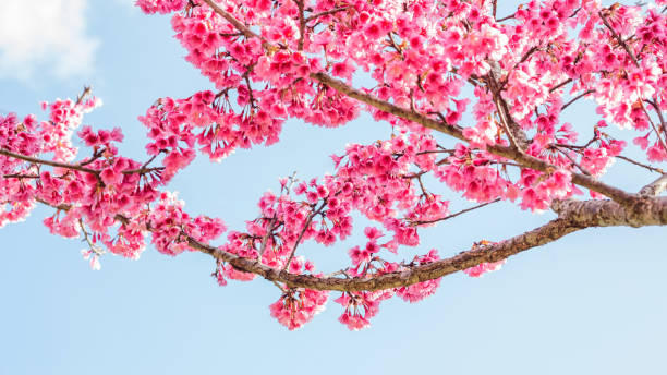 istock Pink cherry blossom (sakura) in a garden. 913690184