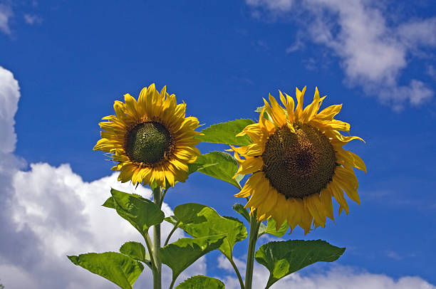 Sunflowers in Slovenia stock photo