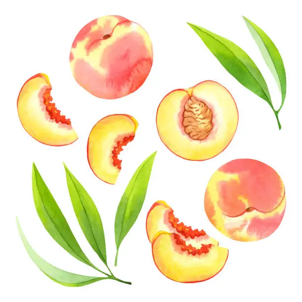 Vector illustration of Peaches