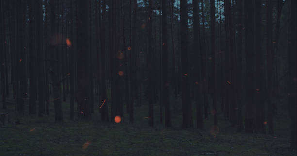 istock fire sparks slowly rise in front of night forest 913693206