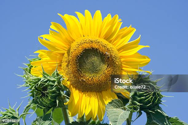 Sonnenblumen Nahaufnahme Gegen Blauen Himmel Lebhaften Farben Stockfoto und mehr Bilder von Baumblüte