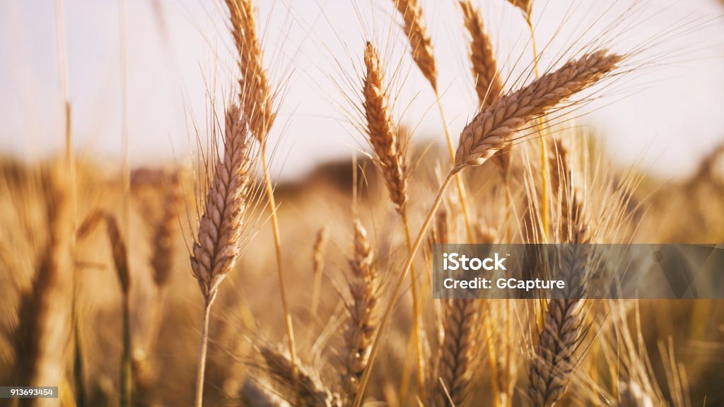 campo di grano nella luce del tramonto estivo - Foto stock royalty-free di Grano - Graminacee