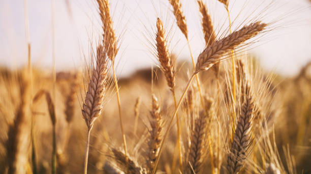 campo di grano nella luce del tramonto estivo - wheat cereal plant agriculture green foto e immagini stock
