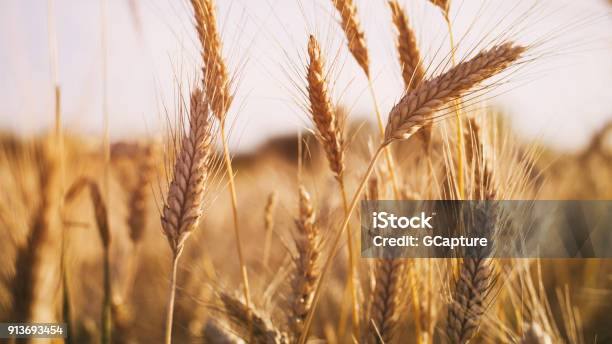 Campo Di Grano Nella Luce Del Tramonto Estivo - Fotografie stock e altre immagini di Grano - Graminacee - Grano - Graminacee, Campo, Cereale