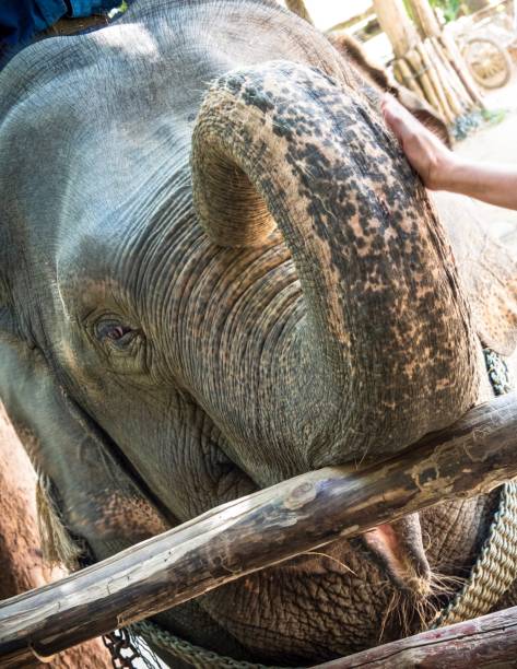 istock Close-Up : Portrait Of Happy Thai Elephant 913693636