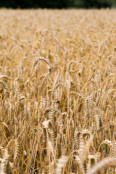 Wheat field ready for harvest stock photo