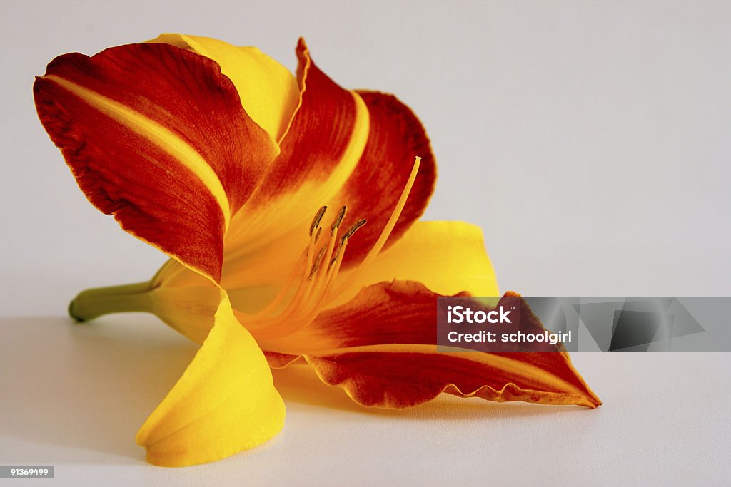 Daylily (Hemerocallis - Foto de stock de Amarelo royalty-free